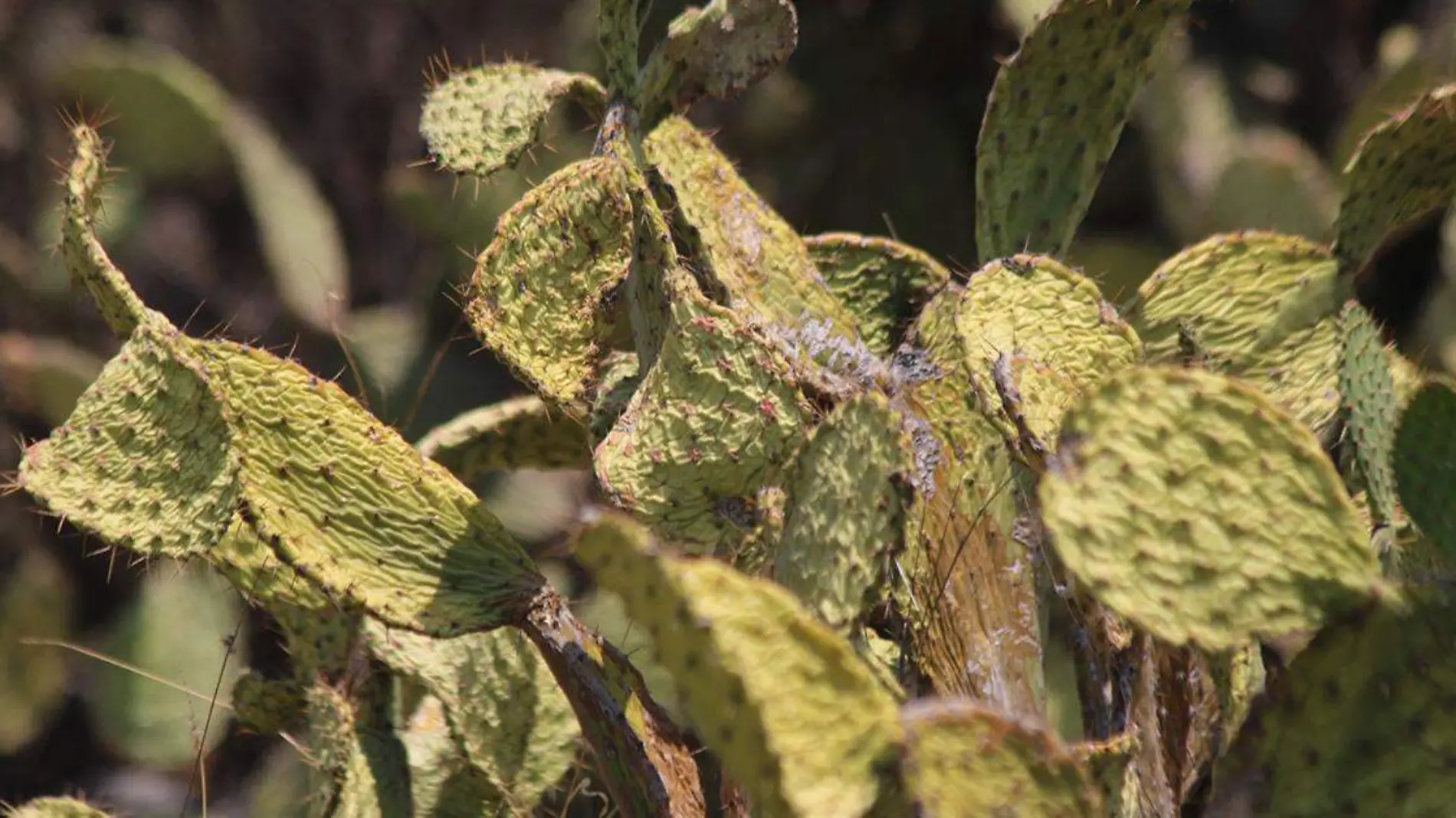 La flora y la fauna están cambiando sus hábitos para sobrevivir